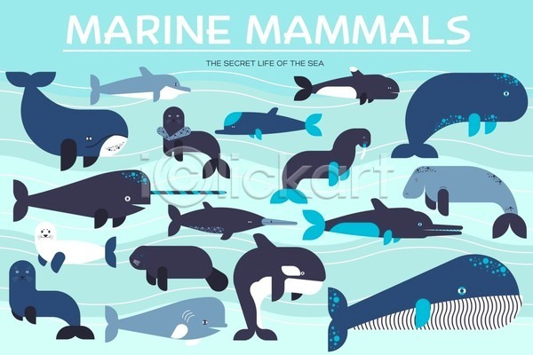 사람없음 EPS 일러스트 해외이미지 고래 돌고래 물개 바다동물 바다코끼리 바다표범 여러마리 종류 해외202004