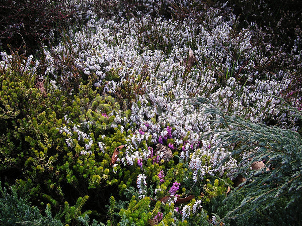 사람없음 JPG 포토 해외이미지 관목 라일락 식물 야외 영원 원예 정원 해외202004 흰색