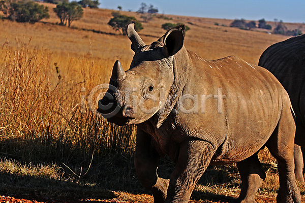 사람없음 아기 JPG 포토 해외이미지 동물 뿔 야생동물 자연 코뿔소 포유류 해외202004