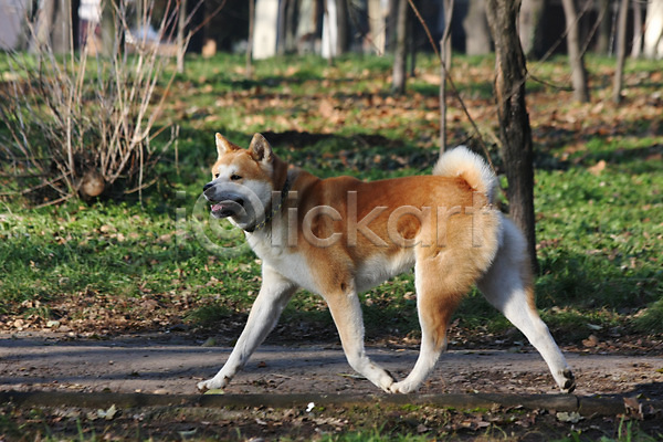 산책 사람없음 JPG 포토 해외이미지 강아지 걷기 반려견 아키타견 야외 주간 한마리 해외202004
