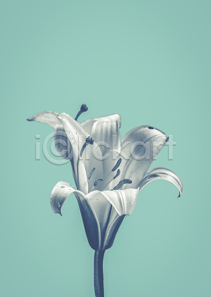사람없음 JPG 포토 해외이미지 꽃 백그라운드 카피스페이스 하늘색