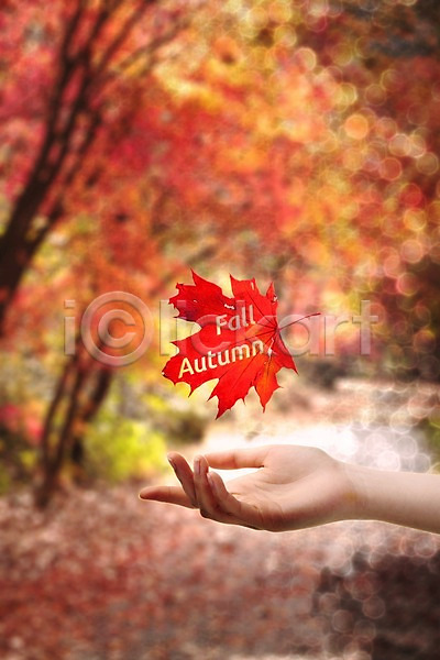사람 신체부위 JPG 편집이미지 가을(계절) 계절 나무 나뭇잎 낙엽 디지털아트 손 편집 한손 합성