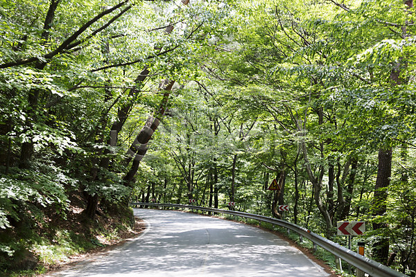 상쾌 사람없음 JPG 포토 계절 나무 도로 식물 야외 여름(계절) 여름풍경 자연 주간 풍경(경치) 한국