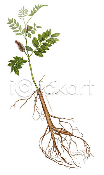 사람없음 PSD 일러스트 감초 디테일 뿌리 식물 약초 잎 재료 줄기 한약재 한의학