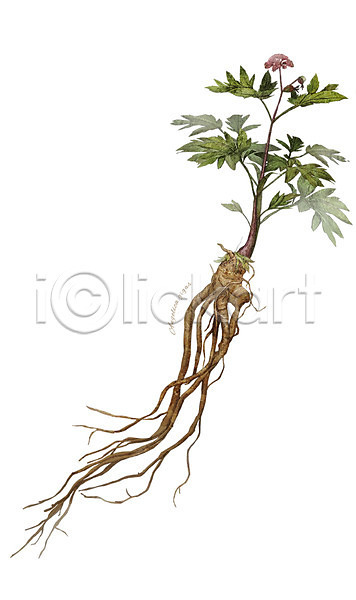 사람없음 PSD 일러스트 꽃 당귀 디테일 뿌리 식물 약초 잎 재료 줄기 한약재 한의학