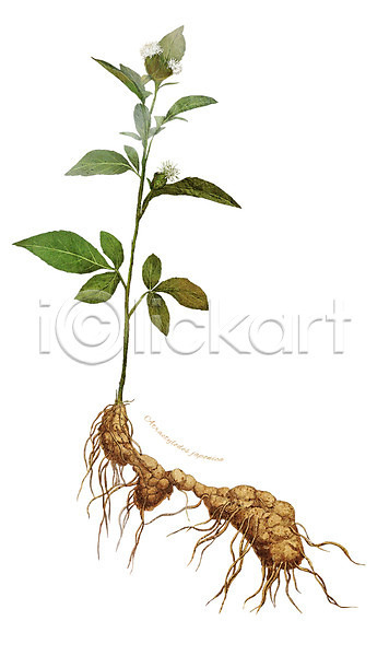 사람없음 PSD 일러스트 디테일 뿌리 삽주 식물 약초 잎 재료 줄기 한약재 한의학