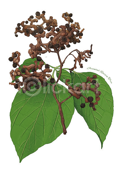 사람없음 PSD 일러스트 나무 디테일 식물 약초 열매 잎 재료 한약재 한의학 헛개나무