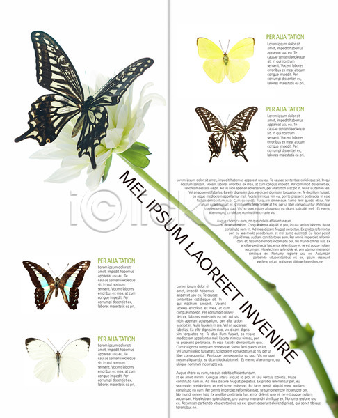 사람없음 PSD 템플릿 2단접지 곤충 꽃 나비 내지 동물 리플렛 백그라운드 북디자인 북커버 식물 여러마리 자연 출판디자인 팜플렛 편집 표지디자인 한송이