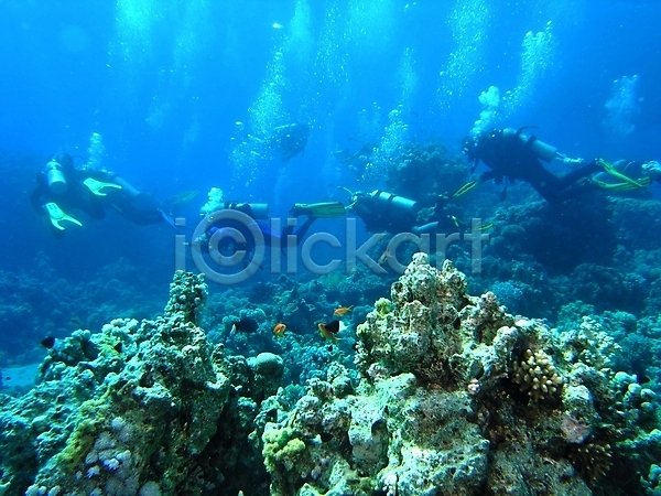 사람없음 JPG 포토 해외이미지 동물 동물상 물 반사 산호 수중 스노클링 식물 암초 야생동물 어류 자연 투명 표면 해외202004