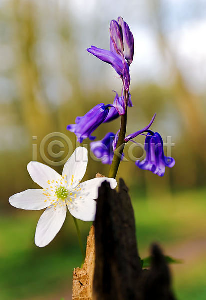 사람없음 JPG 포토 해외이미지 꽃 꽃잎 봄 블루벨 삼림지대 식물 아네모네 영국 파란색 해외202004 흰색