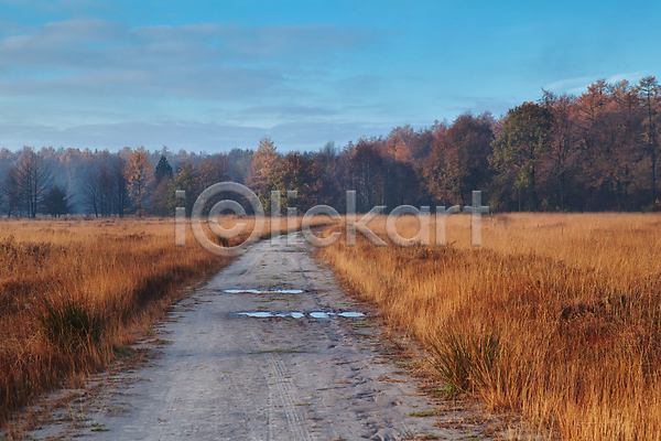 사람없음 JPG 포토 해외이미지 가을(계절) 계절 네덜란드 노란색 도로 방법 방향 숲 시골 아침 안개 야외 오렌지 자연 침엽수 파란색 풍경(경치) 하늘 해외202004 햇빛 황금