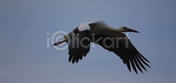 사람없음 JPG 포토 해외이미지 검은색 동물 둥지 백그라운드 봄 빨간색 생태학 심볼 자연 조류 주택 컬러풀 파란색 풍경 하늘 해외202004 해외포토 황새 흰색