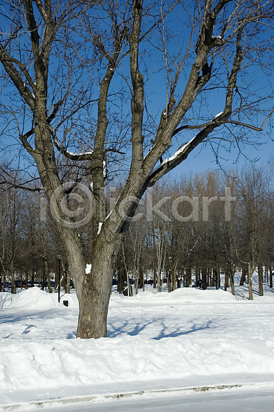 사람없음 JPG 포토 해외이미지 검은색 공원 구름(자연) 나무 땅 숲 자국 자연 파란색 풍경(경치) 하늘 해외202004 흰색