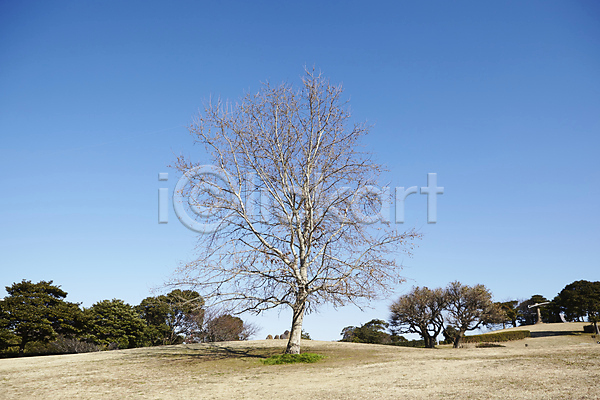 사람없음 JPG 포토 공원 나무 식물 야외 자연 주간 풍경(경치) 하늘
