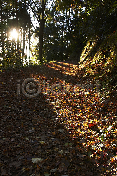 사람없음 JPG 포토 가을(계절) 가을풍경 계절 그림자 길 나무 나뭇잎 낙엽 산책로 숲 숲길 식물 야외 자연 주간 태양 풍경(경치) 햇빛
