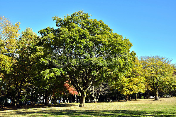 사람없음 JPG 포토 가을(계절) 가을풍경 계절 공원 나무 식물 야외 자연 잔디 주간 풍경(경치)