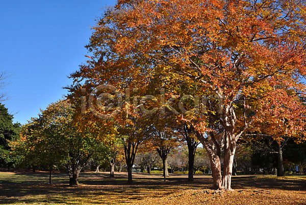 사람없음 JPG 포토 가을(계절) 가을풍경 계절 공원 나무 단풍 식물 야외 자연 주간 풍경(경치)