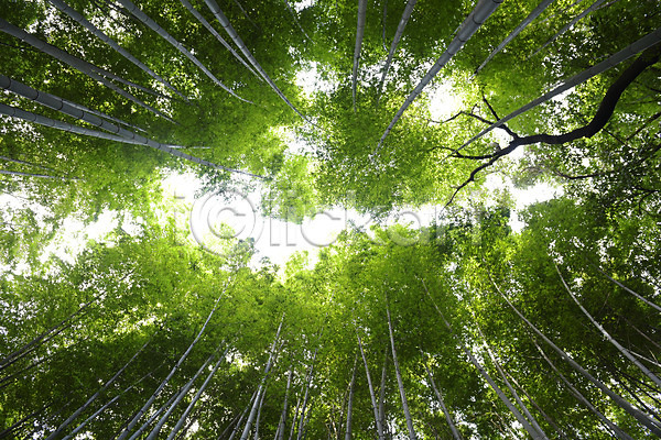 사람없음 JPG 로우앵글 포토 나무 대나무 대나무숲 숲 식물 야외 자연 주간 초록색 컬러 풍경(경치)