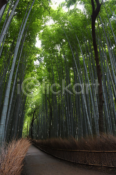 사람없음 JPG 포토 길 나무 대나무 대나무숲 산책로 숲 숲길 식물 야외 자연 주간 초록색 컬러 풍경(경치)
