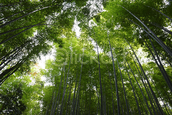 사람없음 JPG 포토 나무 대나무 대나무숲 숲 식물 야외 자연 주간 초록색 컬러 풍경(경치)