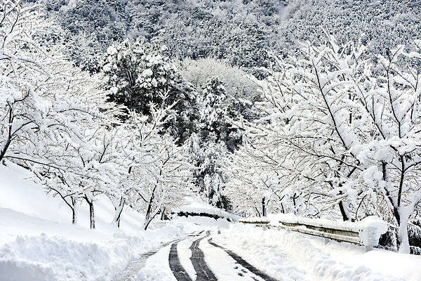 사람없음 JPG 포토 겨울 겨울풍경 계절 나무 눈(날씨) 도로 숲 식물 야외 자연 주간 풍경(경치)