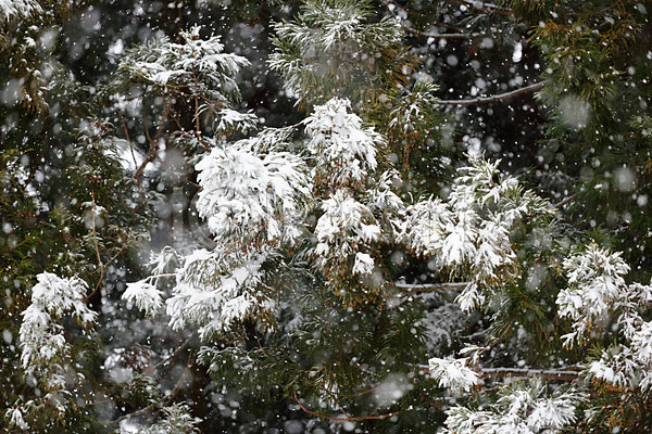사람없음 JPG 포토 겨울 겨울풍경 계절 나무 나뭇가지 날리기 눈(날씨) 눈발 식물 야외 자연 주간 풍경(경치)