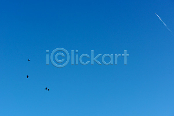 사람없음 JPG 포토 구름(자연) 동물 맑음 비행운 야외 여러마리 자연 조류 주간 풍경(경치) 하늘