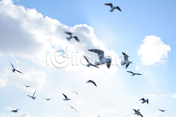 사람없음 JPG 포토 갈매기 구름(자연) 동물 바다 비행 야생동물 야외 여러마리 조류 주간 하늘