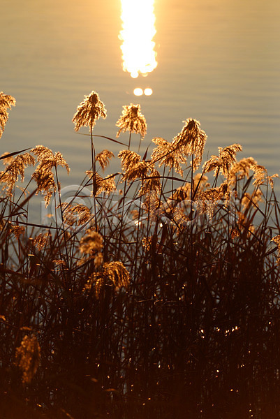 사람없음 JPG 포토 강 노을 식물 야외 일출 자연 자연현상 태양 풀(식물) 풍경(경치) 호수