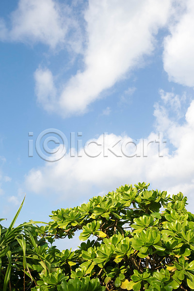 사람없음 JPG 포토 구름(자연) 맑음 식물 야외 자연 주간 풀(식물) 풍경(경치) 하늘