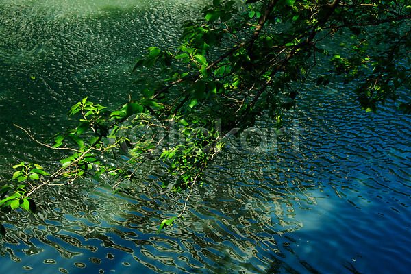 사람없음 JPG 포토 강 나무 나뭇가지 나뭇잎 메구로강 식물 아시아 야외 연못 일본 잎 자연 주간 풍경(경치) 해외풍경