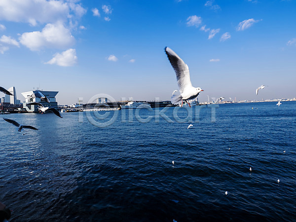 사람없음 JPG 포토 갈매기 구름(자연) 동물 바다 배(교통) 비행 아시아 야외 요코하마 일본 자연 조류 주간 풍경(경치) 하늘 항구 해안도시 해외풍경