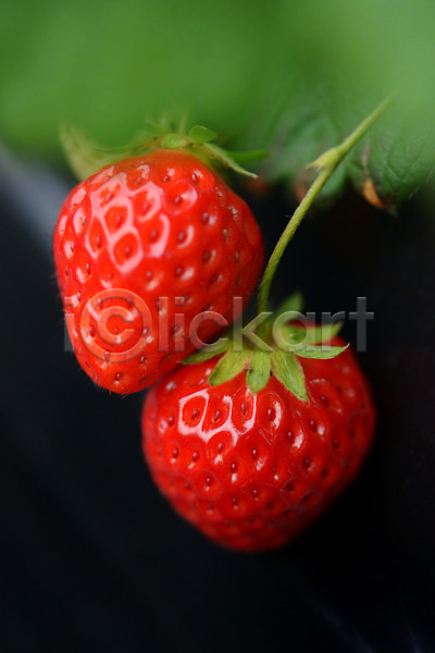 사람없음 JPG 근접촬영 아웃포커스 포토 과일 두개 딸기 빨간색 식물 열매 음식 제철과일 컬러