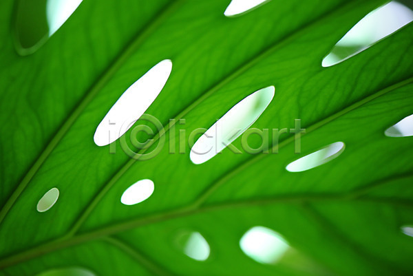 사람없음 JPG 근접촬영 아웃포커스 포토 구멍 나뭇잎 식물 야외 잎 잎맥 주간 초록색 컬러