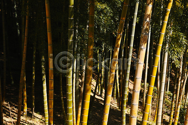 사람없음 JPG 포토 나무 대나무 대나무숲 숲 식물 야외 자연 주간 풍경(경치) 햇빛