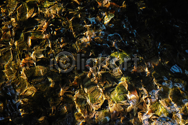 사람없음 JPG 포토 나뭇잎 낙엽 물 백그라운드 식물 야외 연못 자연 주간 풍경(경치)