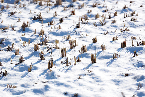 사람없음 JPG 포토 겨울 겨울풍경 계절 논 농경지 눈(날씨) 백그라운드 야외 자연 주간 풍경(경치)