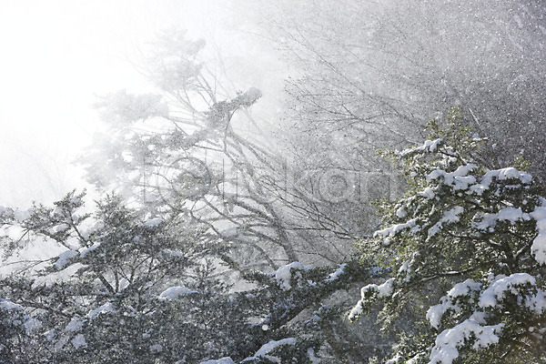 사람없음 JPG 포토 겨울 겨울풍경 계절 나무 날리기 눈(날씨) 눈발 식물 아시아 야외 일본 자연 주간 풍경(경치) 해외풍경