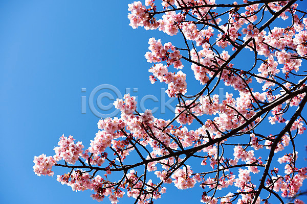 사람없음 JPG 포토 계절 꽃 꽃나무 나무 나뭇가지 매화 봄 봄풍경 분홍색 식물 야외 자연 주간 컬러 풍경(경치) 하늘