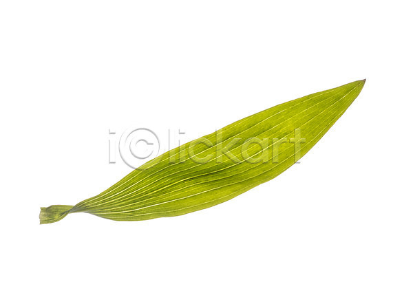 사람없음 JPG 포토 꽃백그라운드 나뭇잎 누끼 스튜디오촬영 식물 실내 잎