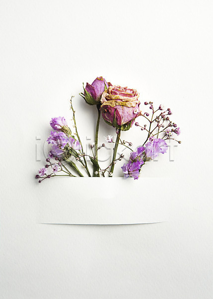 사람없음 JPG 포토 꽃 꽃백그라운드 드라이플라워 스튜디오촬영 식물 실내 장미 종이