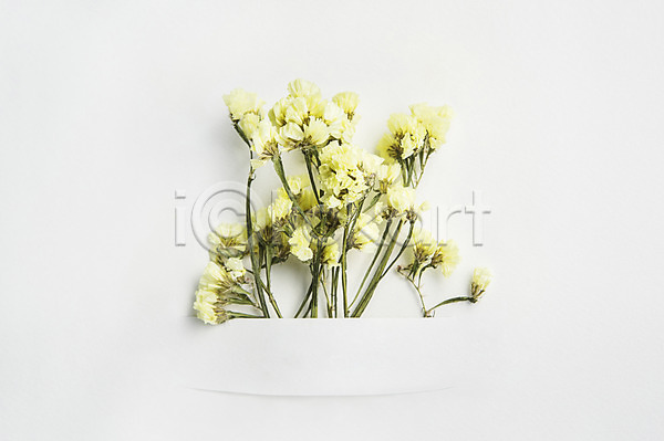 사람없음 JPG 포토 꽃 꽃백그라운드 노란색 스튜디오촬영 식물 실내 컬러