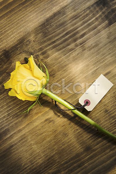사람없음 JPG 포토 꽃 꽃백그라운드 나무바닥 노란색 라벨 스튜디오촬영 식물 실내 장미 컬러 한송이