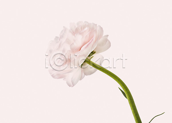 사람없음 JPG 포토 꽃 꽃백그라운드 누끼 라논큐러스 분홍색 스튜디오촬영 식물 실내 컬러