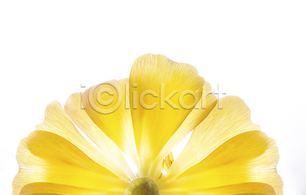 사람없음 JPG 근접촬영 포토 꽃 꽃백그라운드 노란색 누끼 스튜디오촬영 식물 실내 컬러