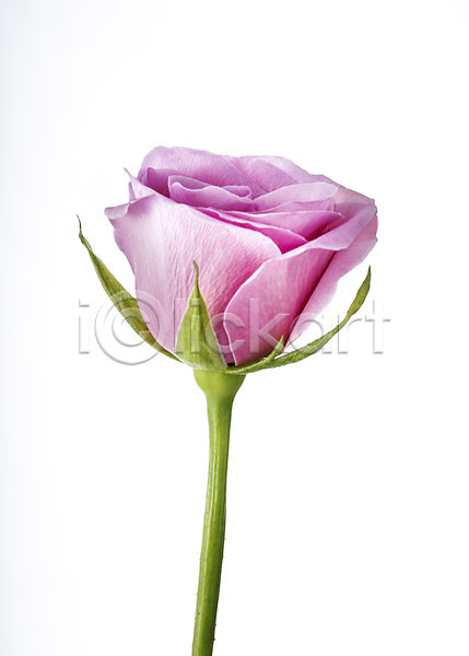 사람없음 JPG 포토 꽃 꽃백그라운드 분홍색 스튜디오촬영 식물 실내 장미 컬러
