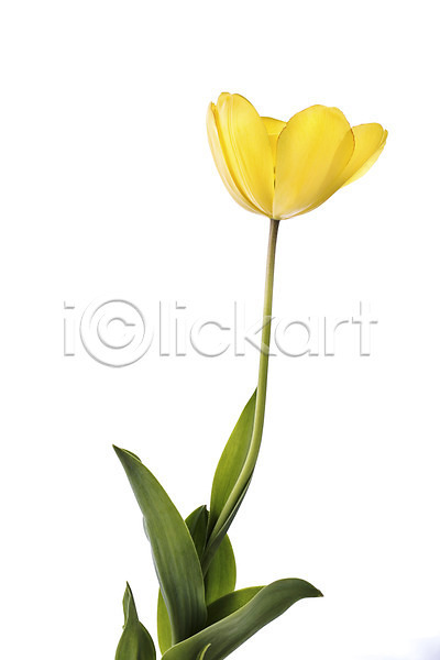 사람없음 JPG 포토 꽃 꽃백그라운드 노란색 누끼 스튜디오촬영 식물 실내 양란 컬러 튤립