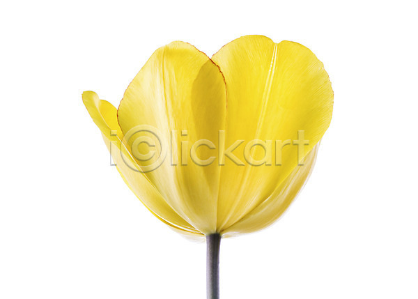 사람없음 JPG 포토 꽃 꽃백그라운드 노란색 누끼 스튜디오촬영 식물 실내 양란 컬러 튤립