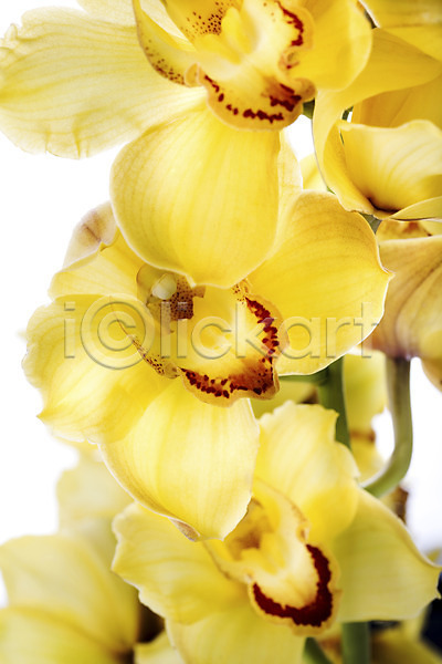 사람없음 JPG 포토 꽃 꽃백그라운드 노란색 누끼 스튜디오촬영 식물 실내 컬러