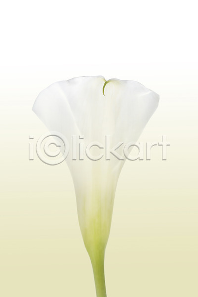 사람없음 JPG 포토 꽃 꽃백그라운드 누끼 스튜디오촬영 식물 실내 카라 흰색